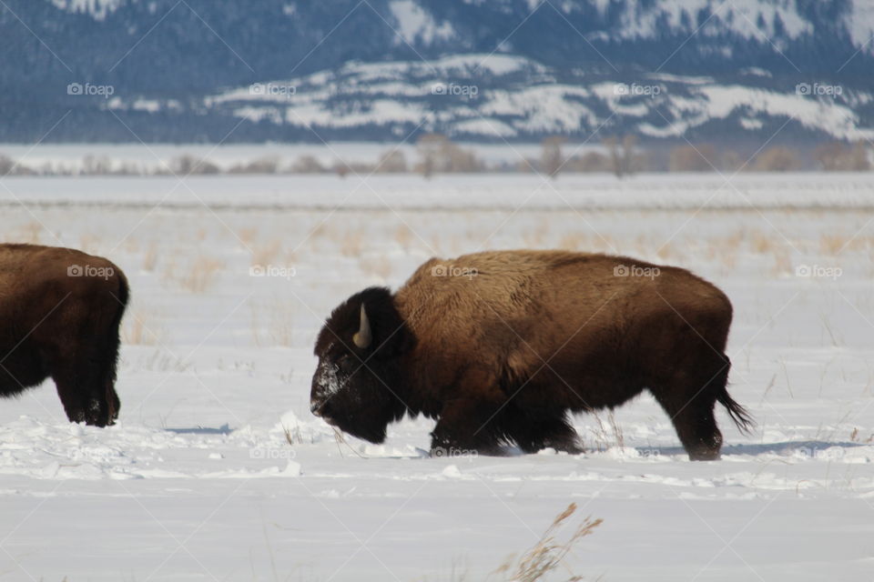 American Bison in Wyoming