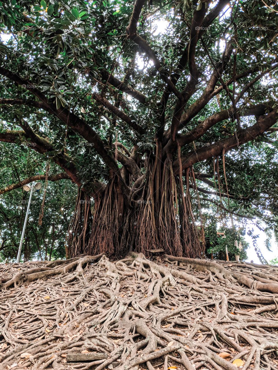 Tree roots above the ground