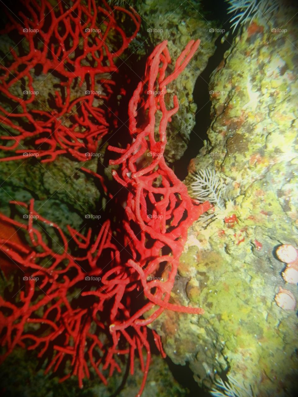 coral coral. National Aquarium in Baltimore 