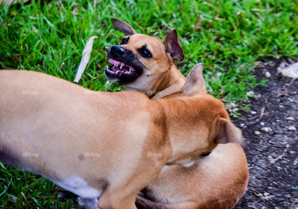 plating puppies