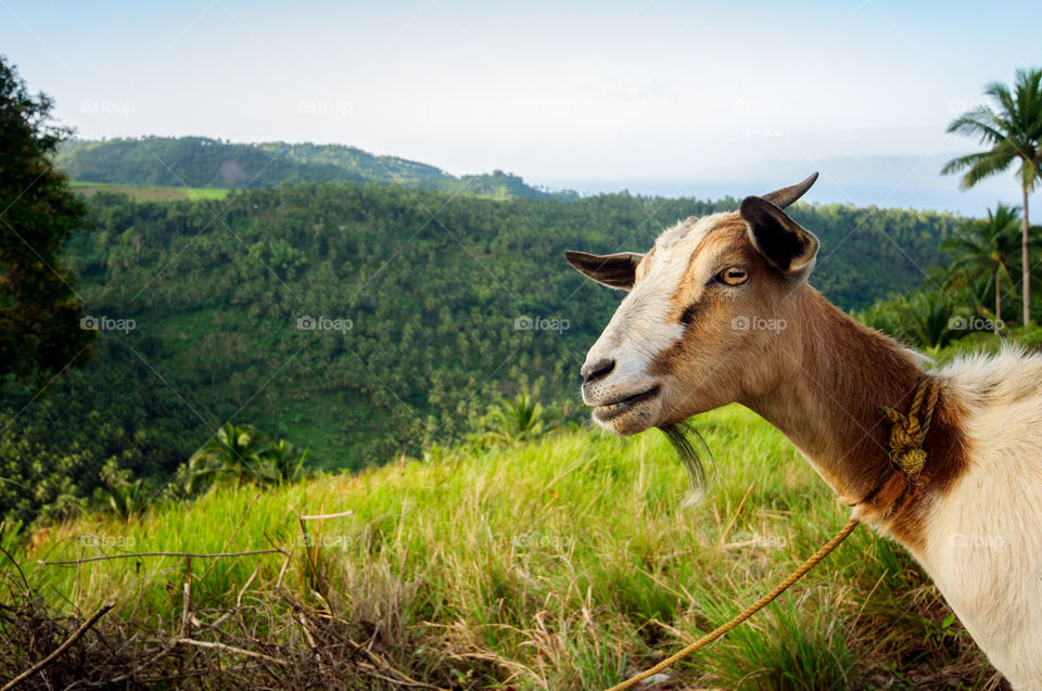 Mountain Goat