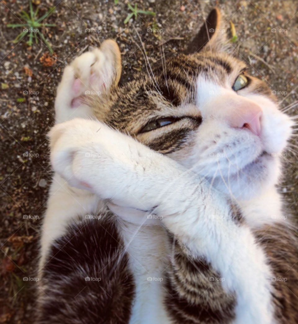 A cute, tabby and white cat, rubs her paws over her face
