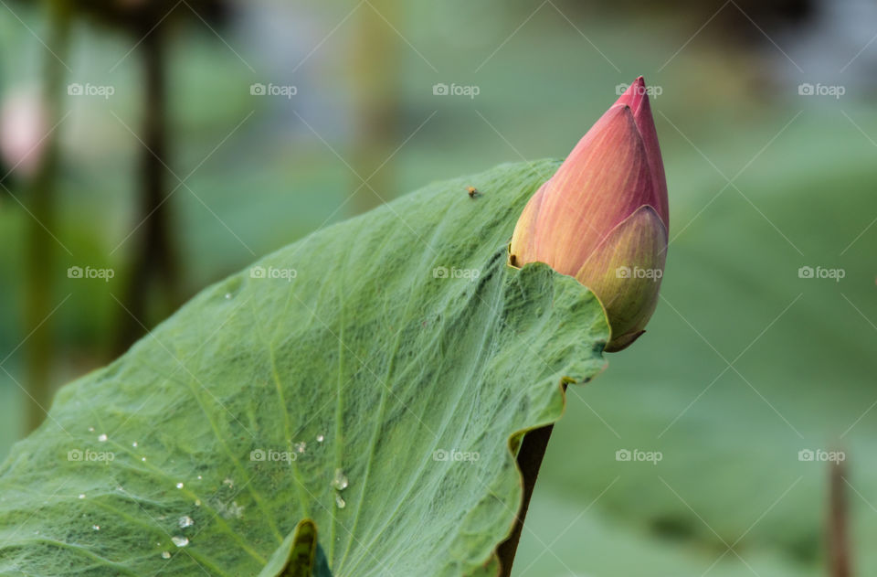 red lotus peeking from leaf