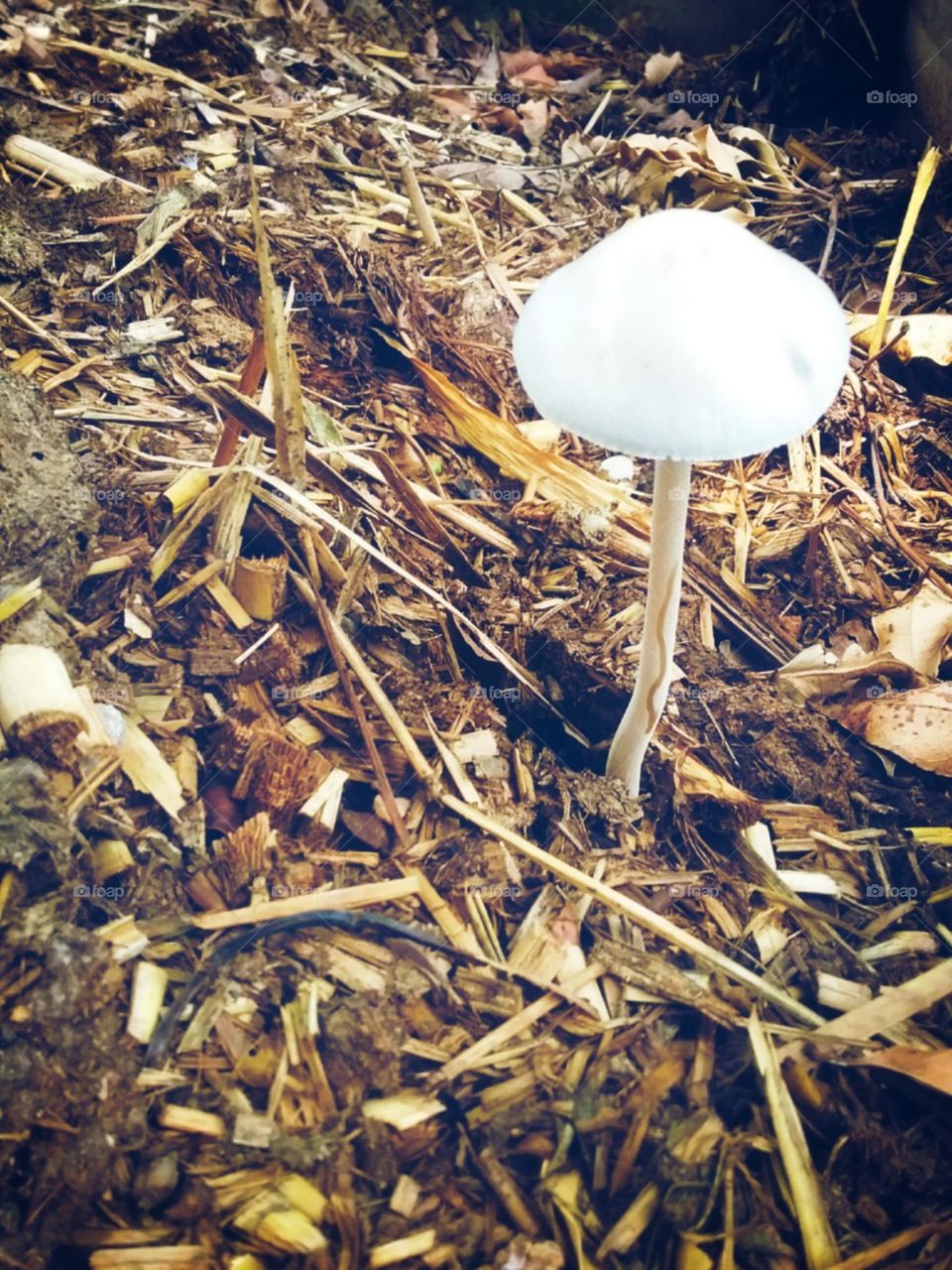 Branco puro brotando depois da chuva.