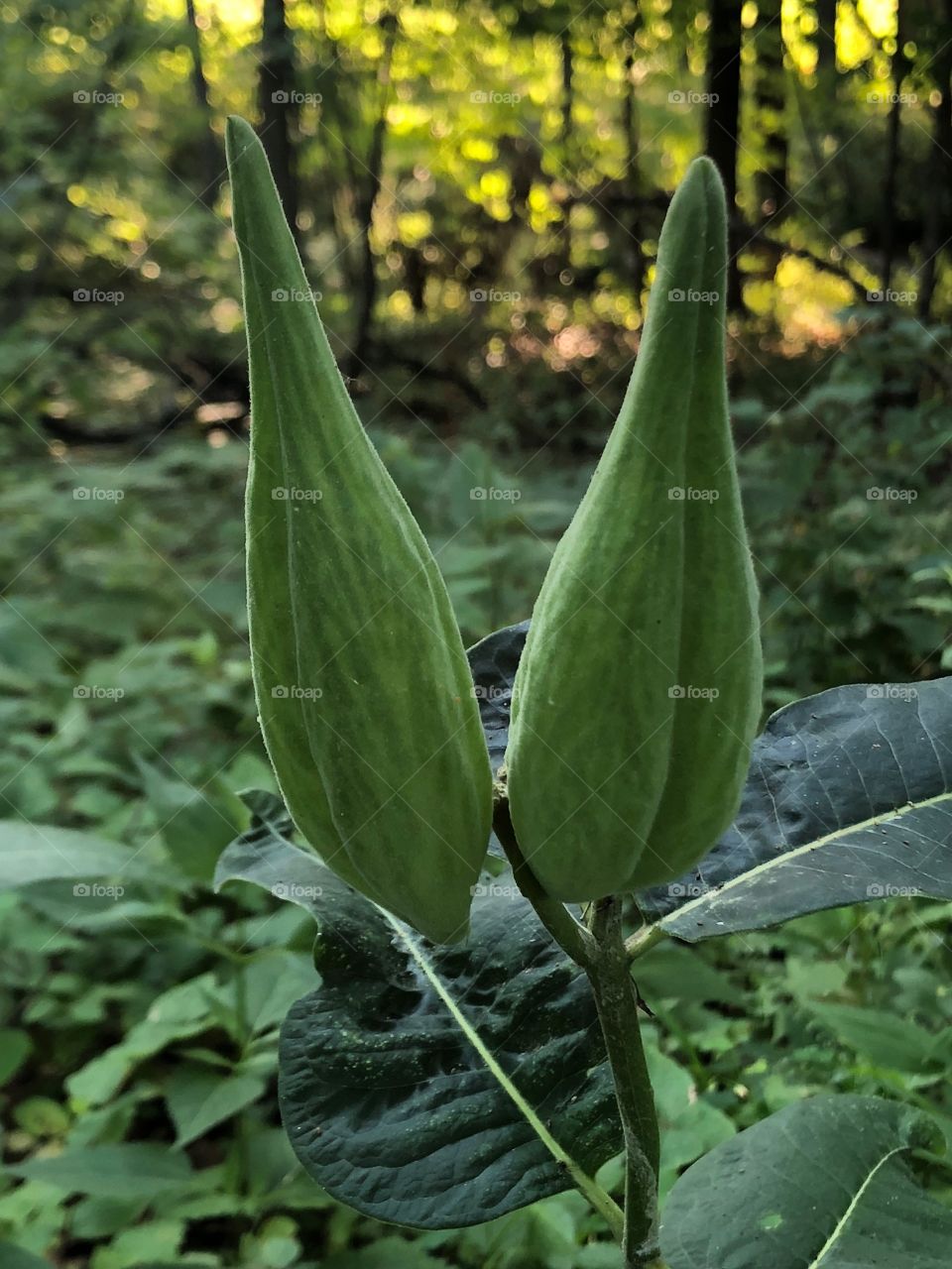 Nature hike