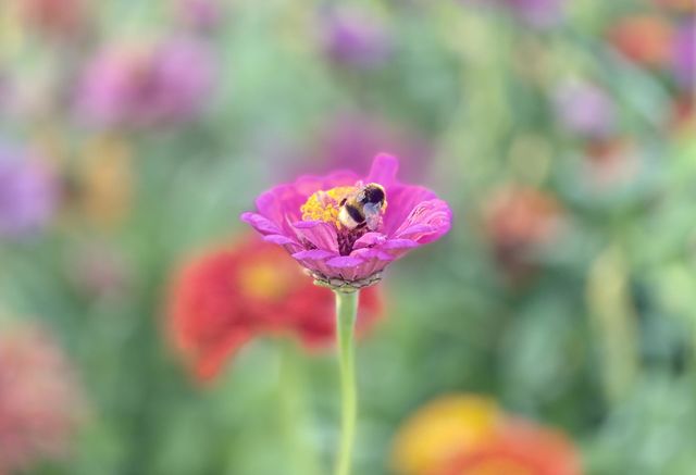 The bee on the flower 