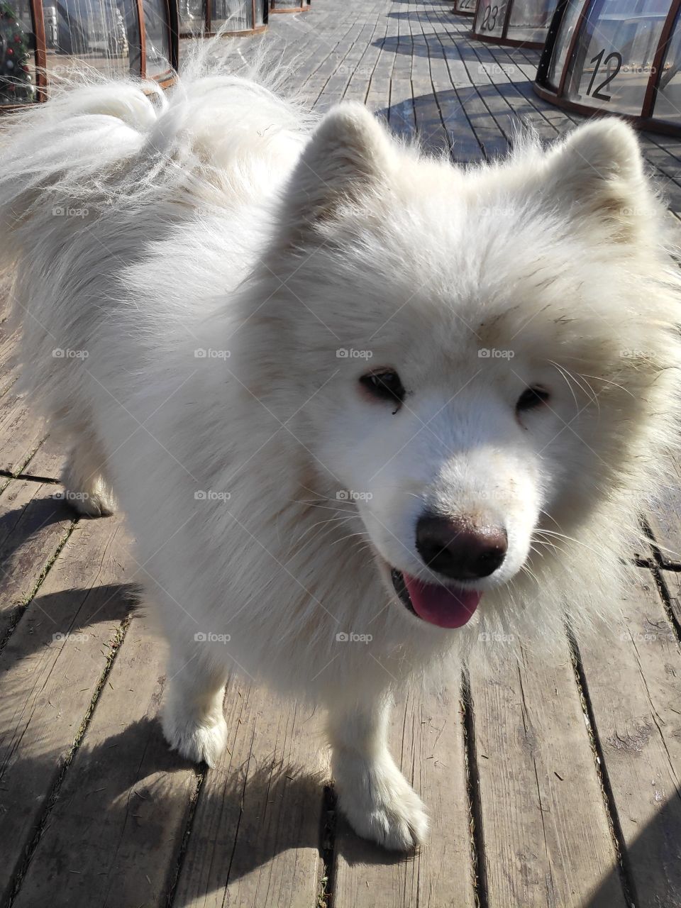 Сибирский самоед