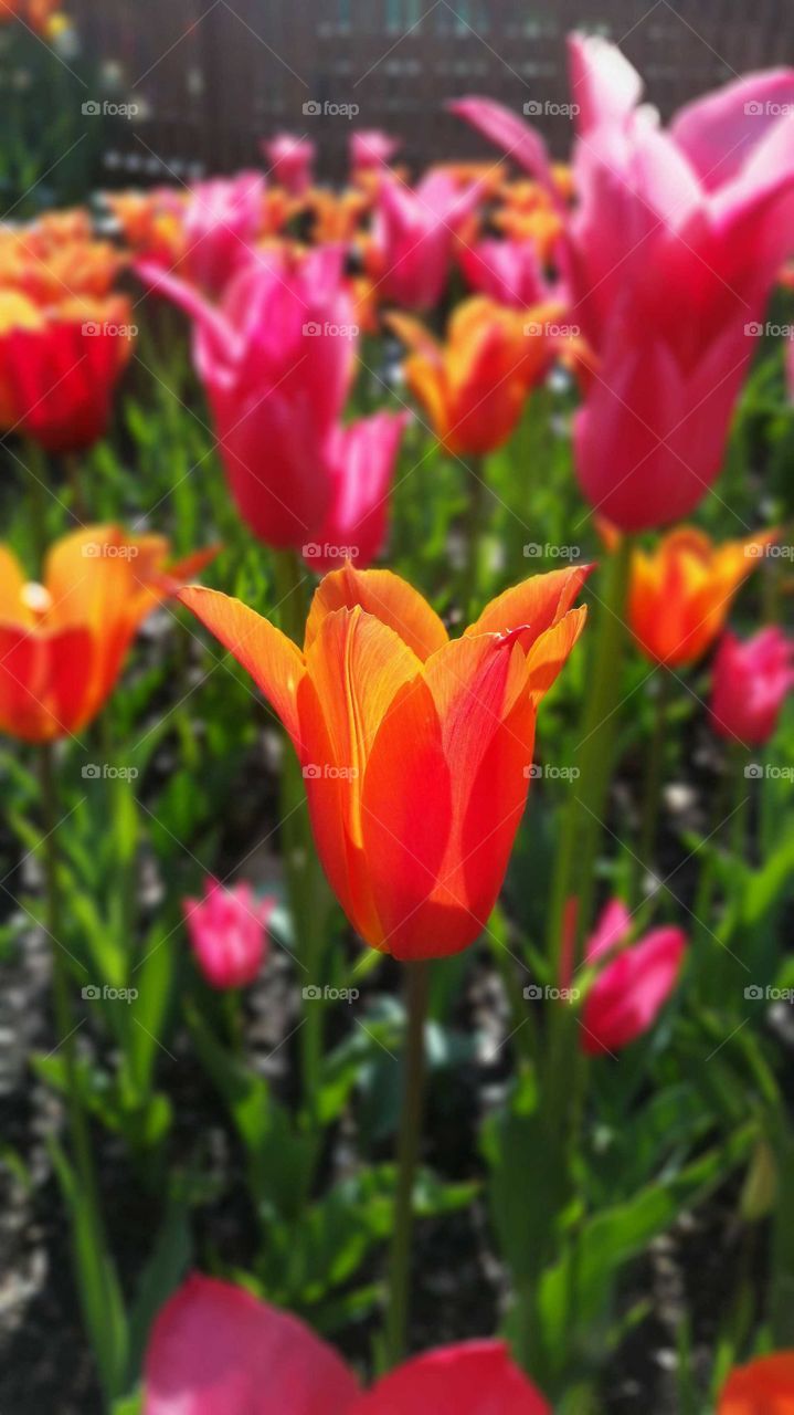 tulip's