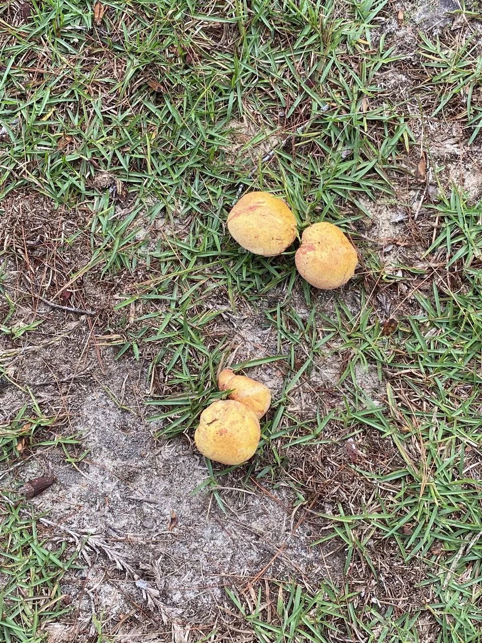 Beautiful mushrooms 