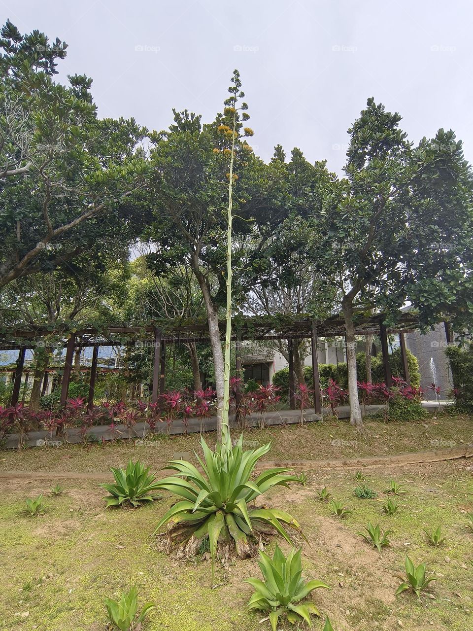 Agave dragon in Beinan Township Native Applied Botanical Garden