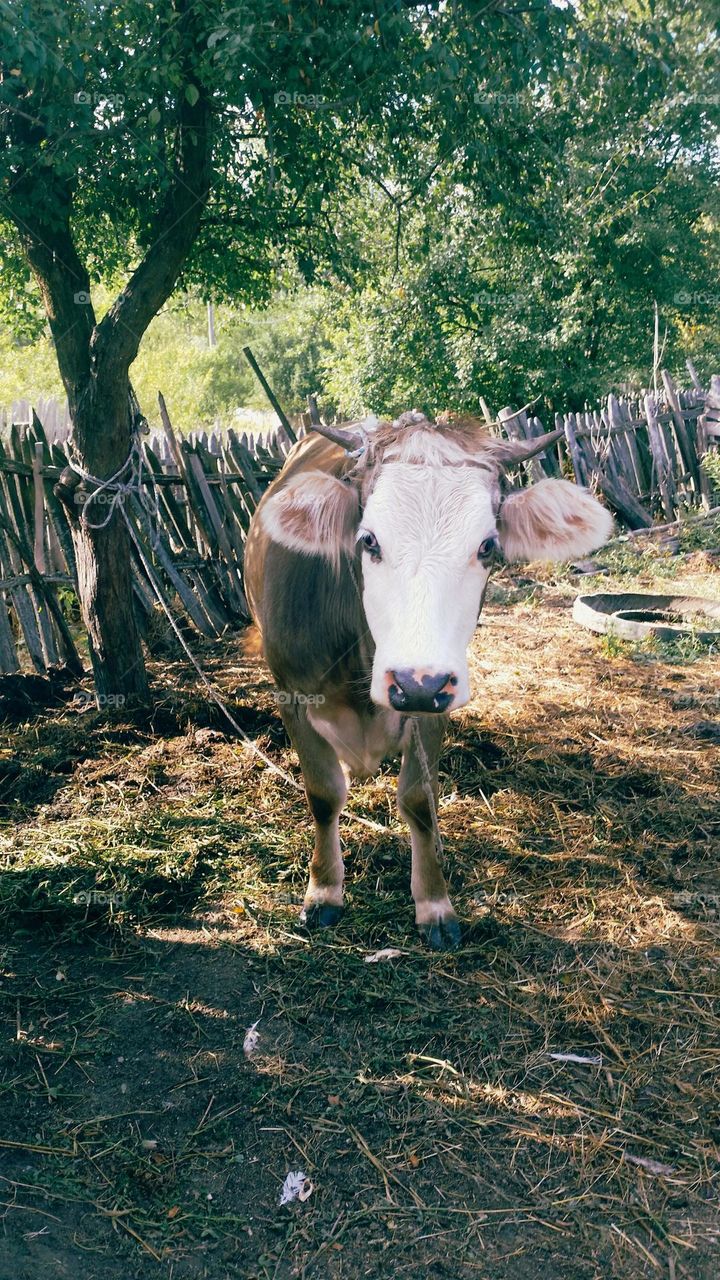 countryside