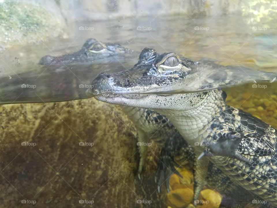 baby alligator