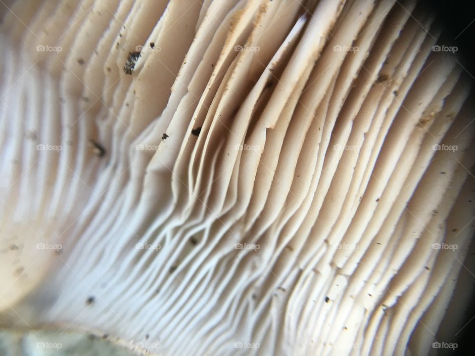 Mushroom underside