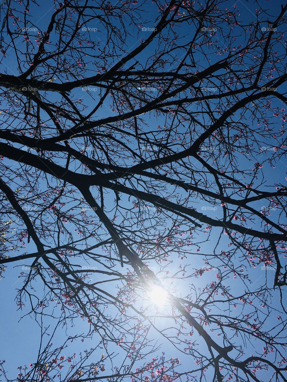 Sakura tree under the sun