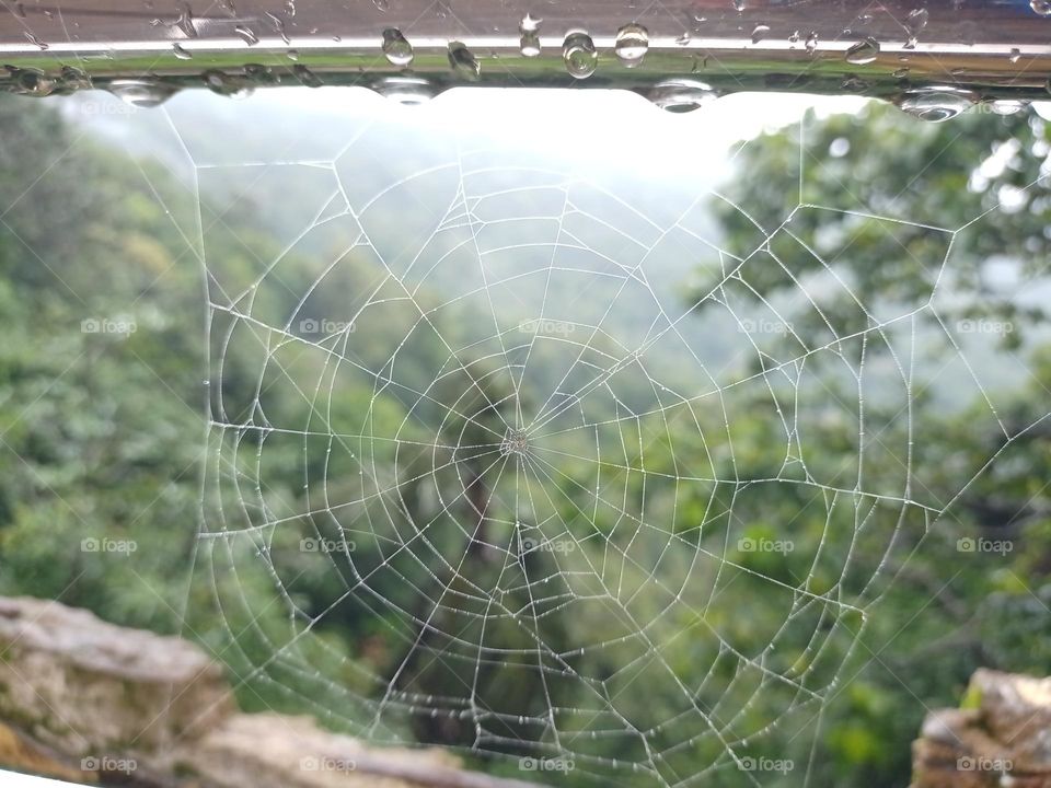 spider web with nice green background clousup photo