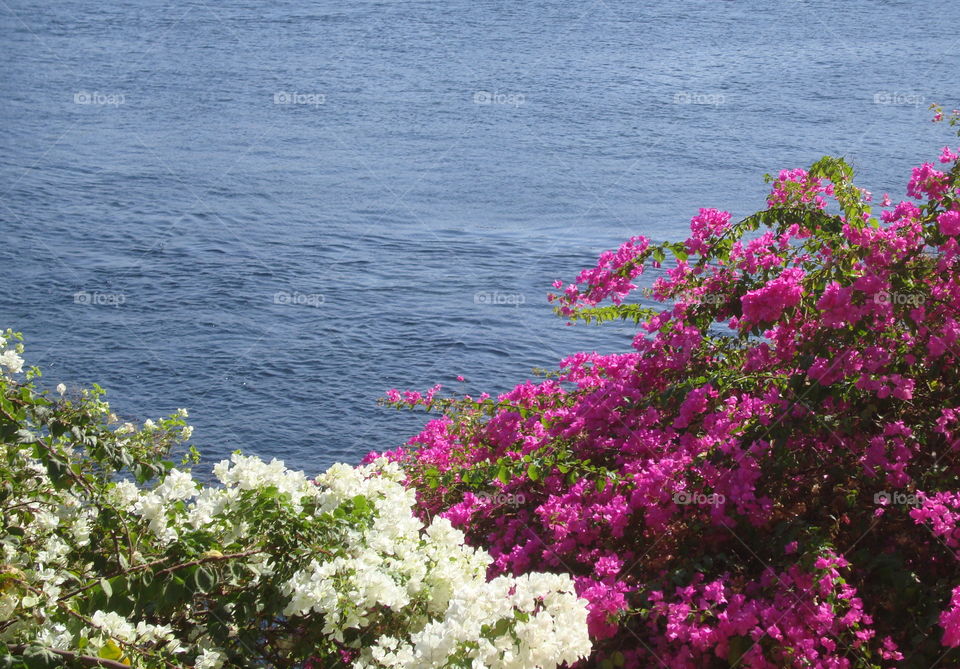 flowers near the Seine