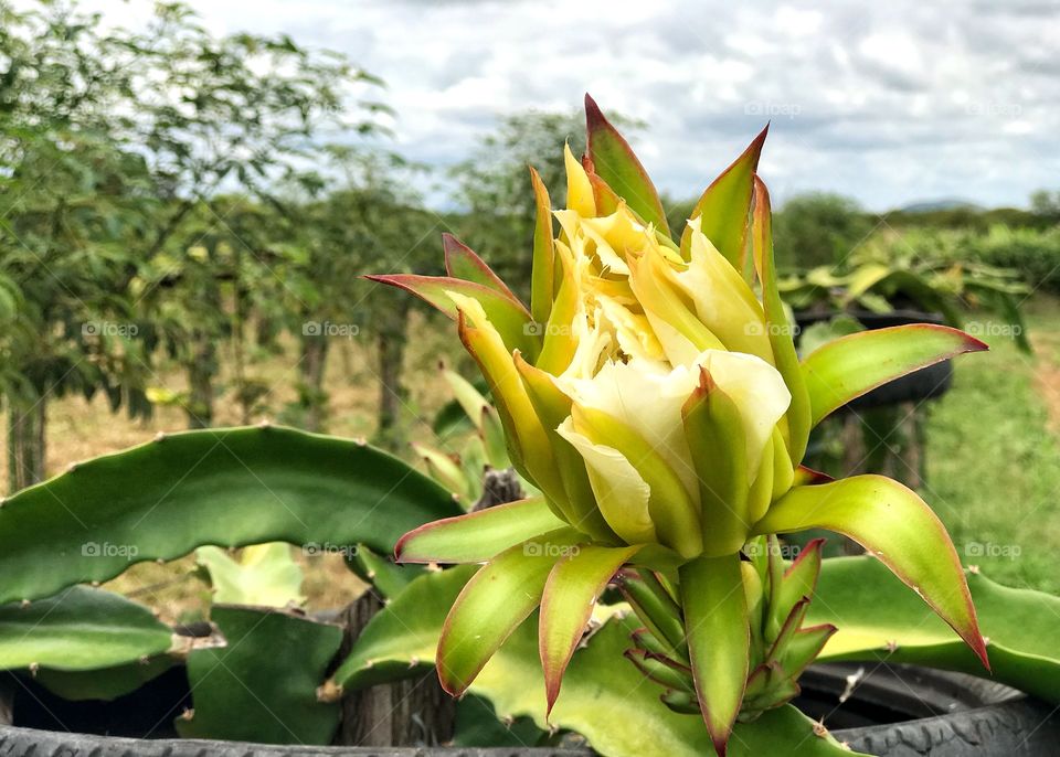 Flor de pitaya