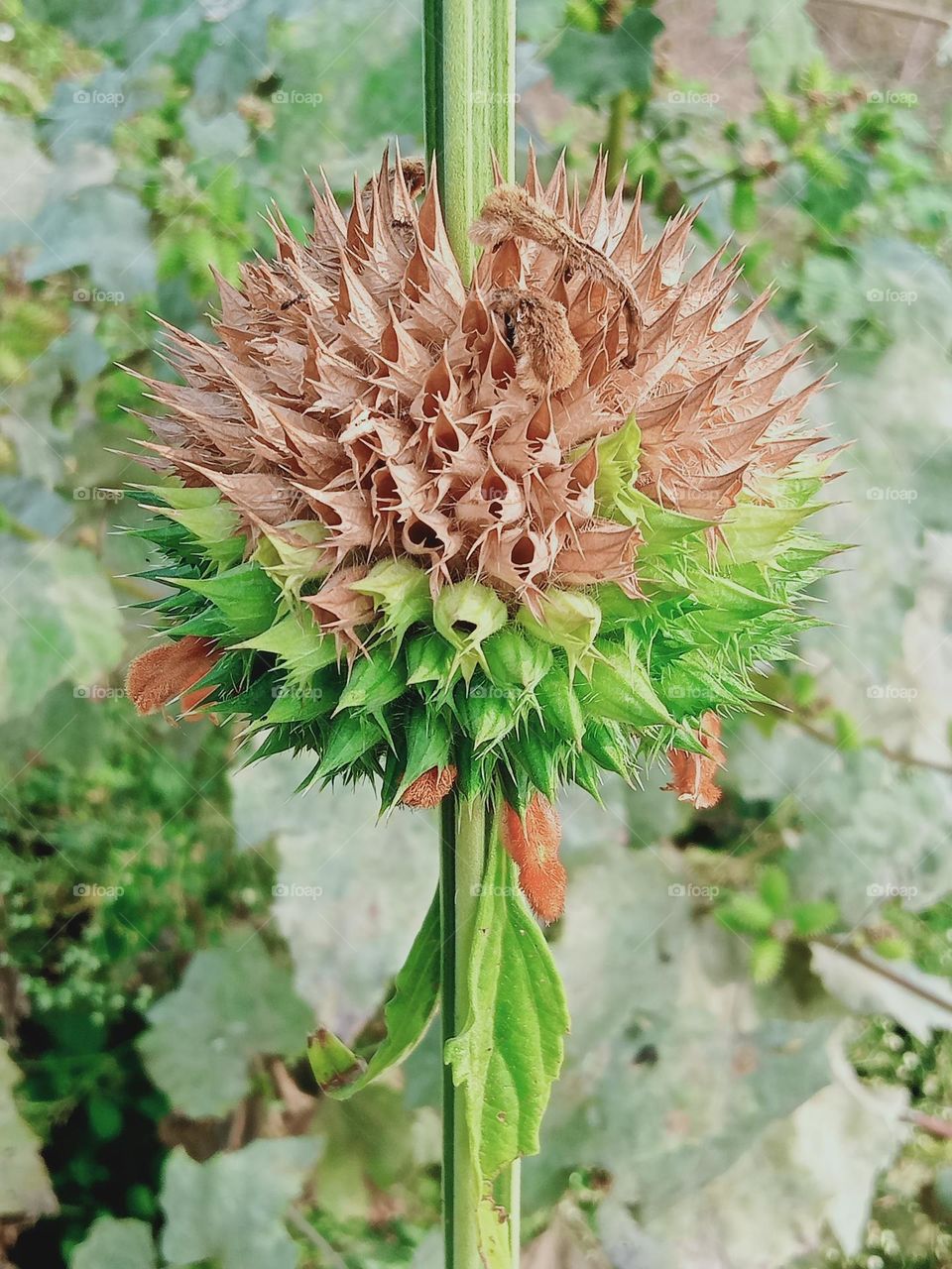 Ravarma VanguvO /Leonotis nepetifolia /  Genus Leonotis / Family Lamiaceae / Beautiful Short / Seeds