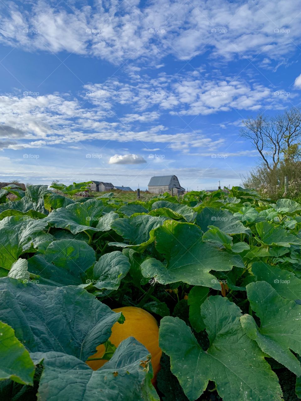 Autumn garden on the farm 