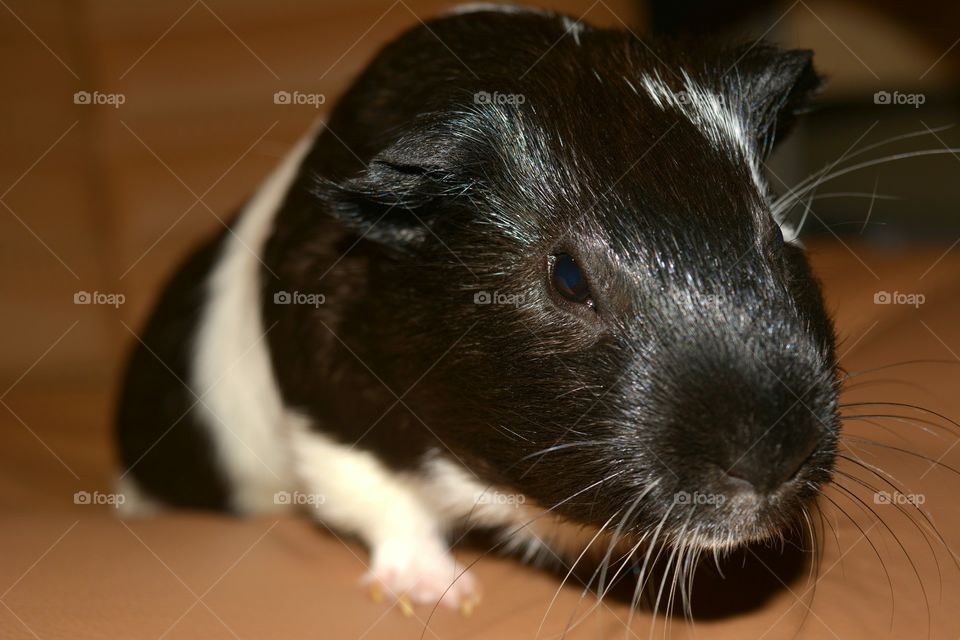 Close-up of guinea pig