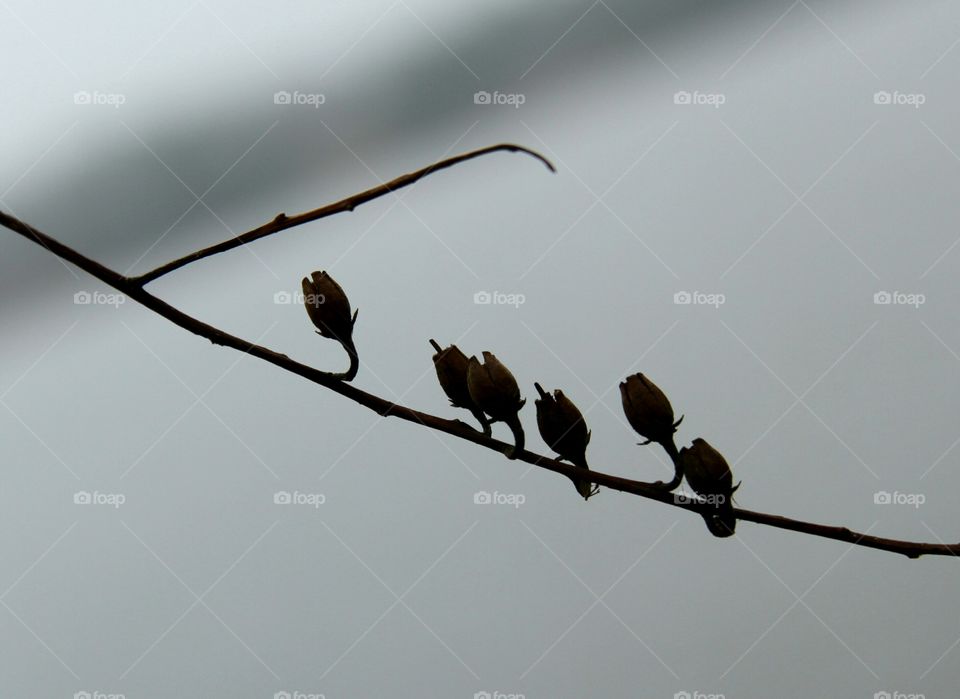 dried flowers left on the branch in winter.