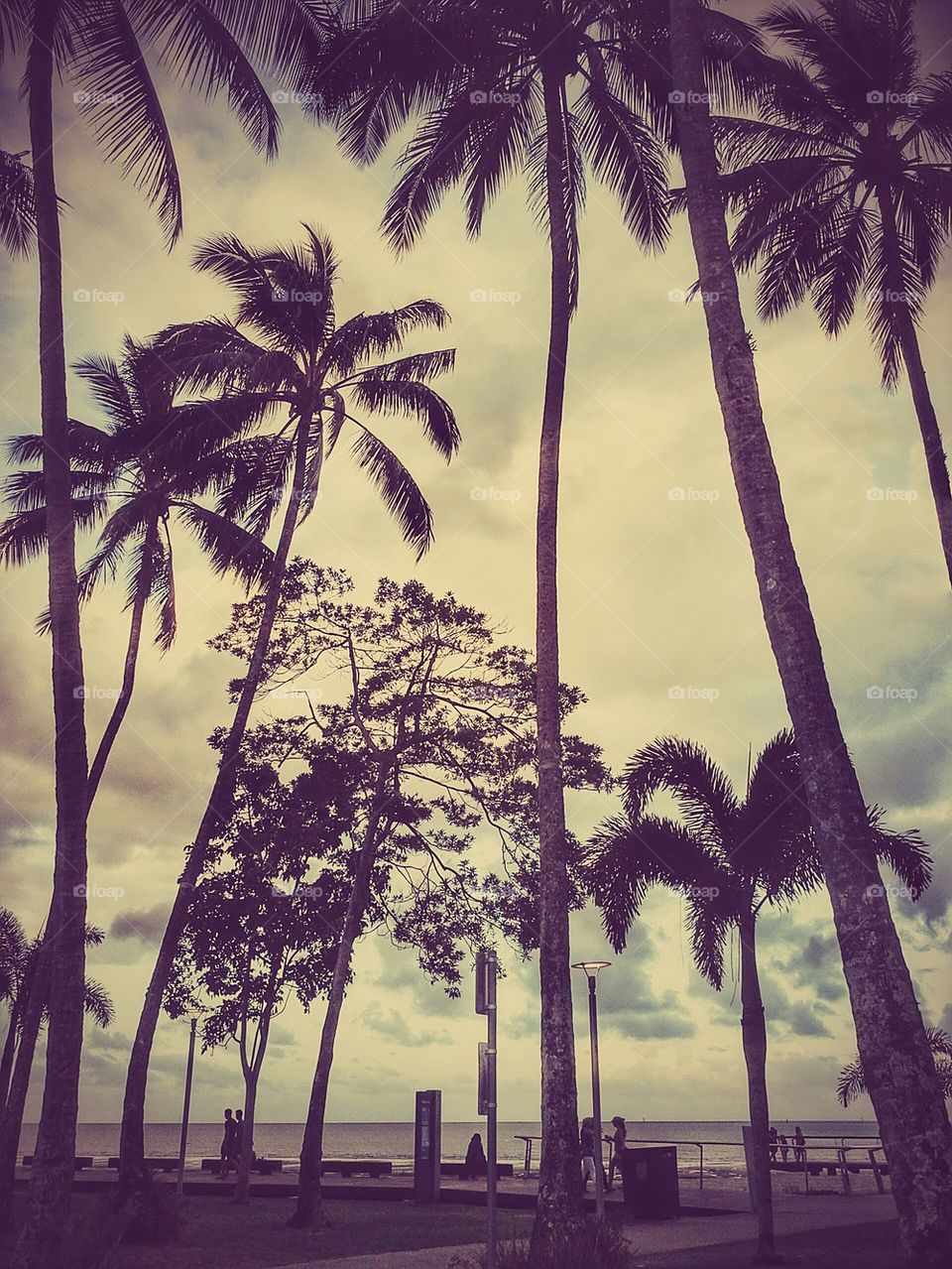 palm trees in Cairns