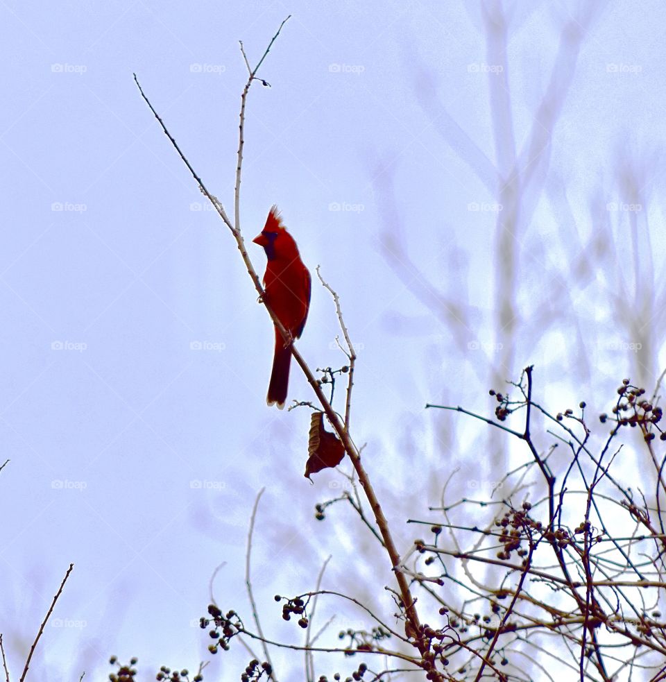 Bird perching on branch