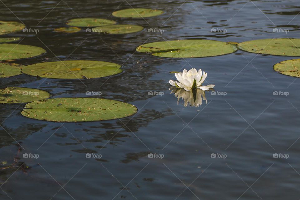 water lily and lily pad