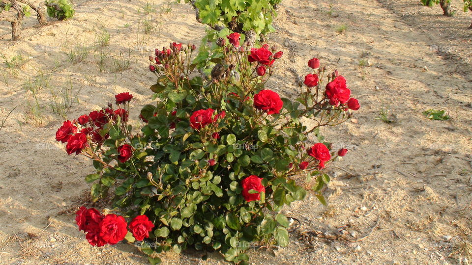 Red roses in the Provence.