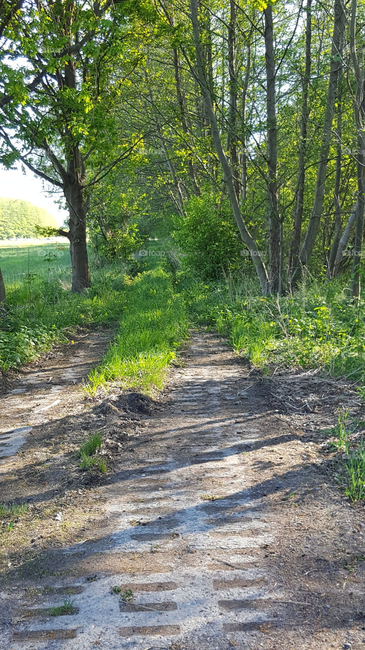 Kolonnen Weg Grünes Band