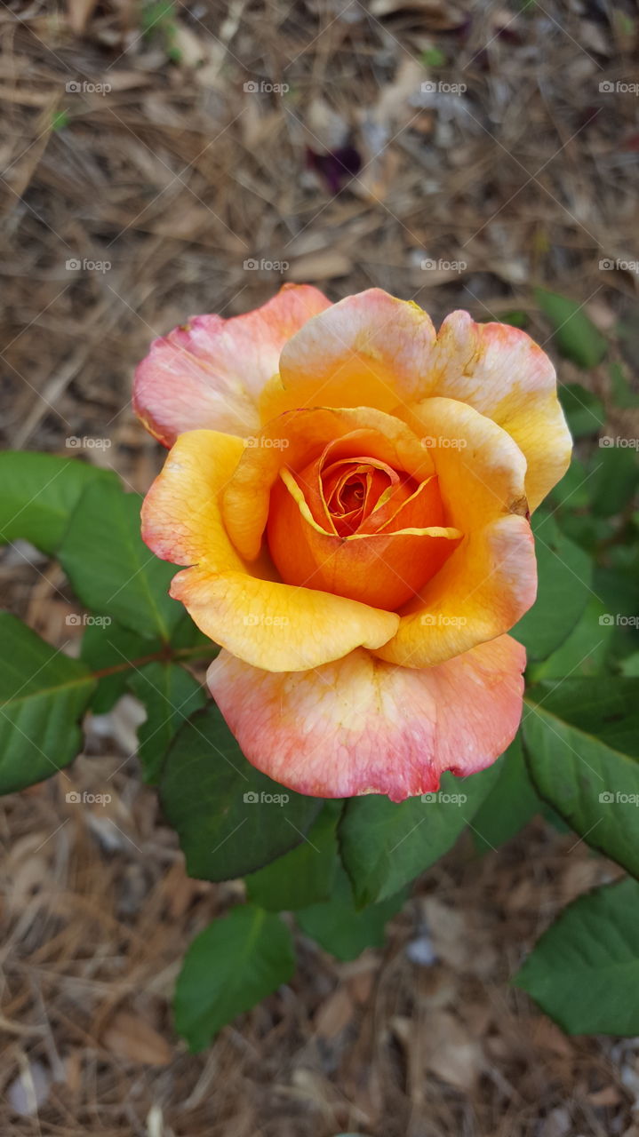 multi-colored rose