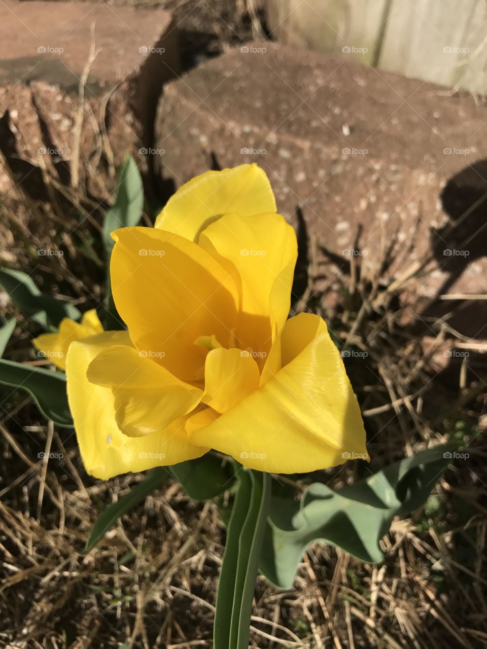Bloomed yellow tulip