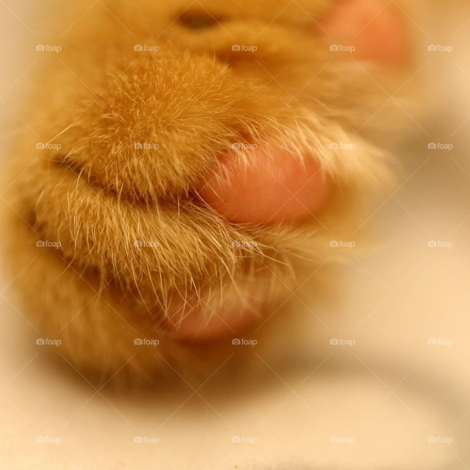 Cat's feet