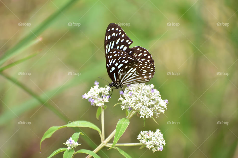 butterfly on white flower