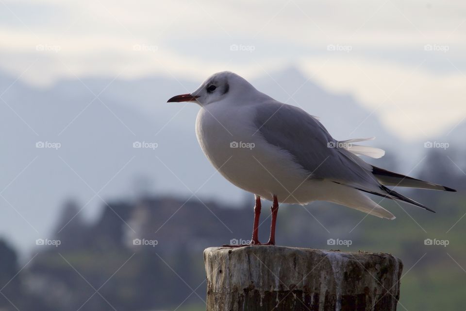 Seagull perching on wood