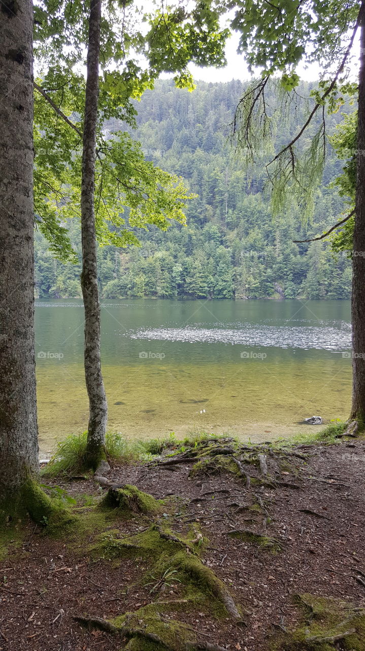Lake in the forrest