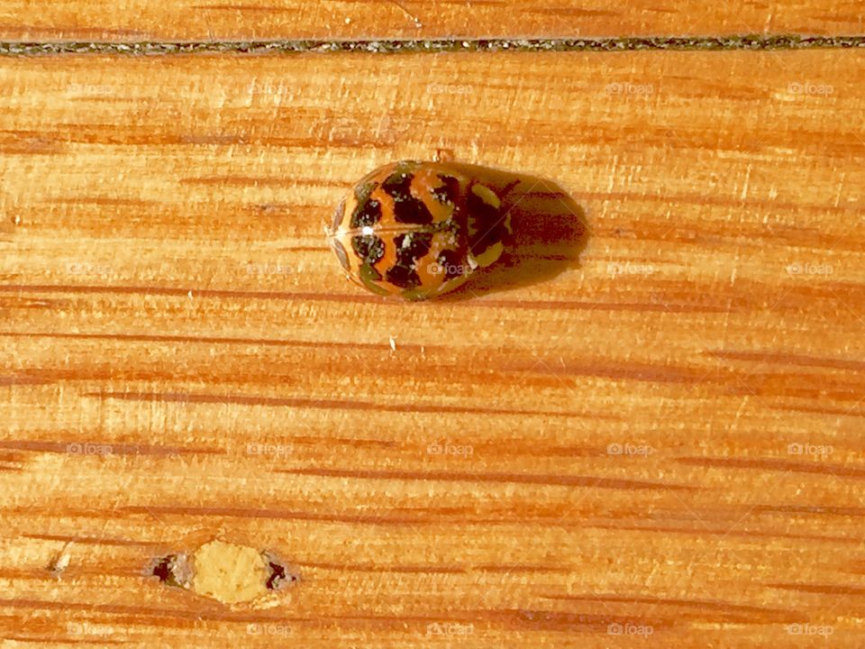 Ladybug on the hardwood floor 