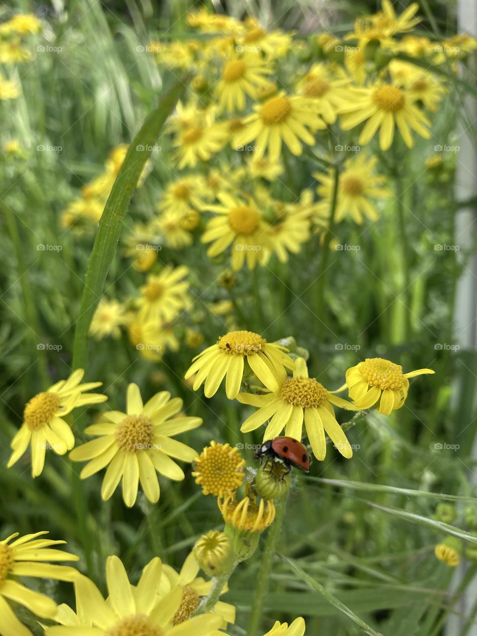 Ladybug among the yellow daisies 