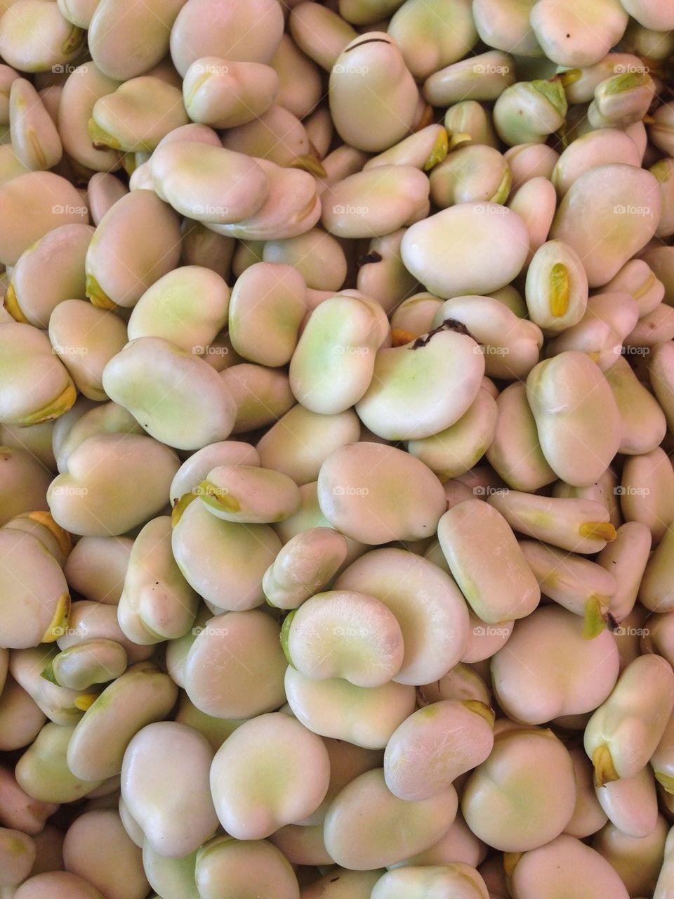 Full frame shot of broad beans