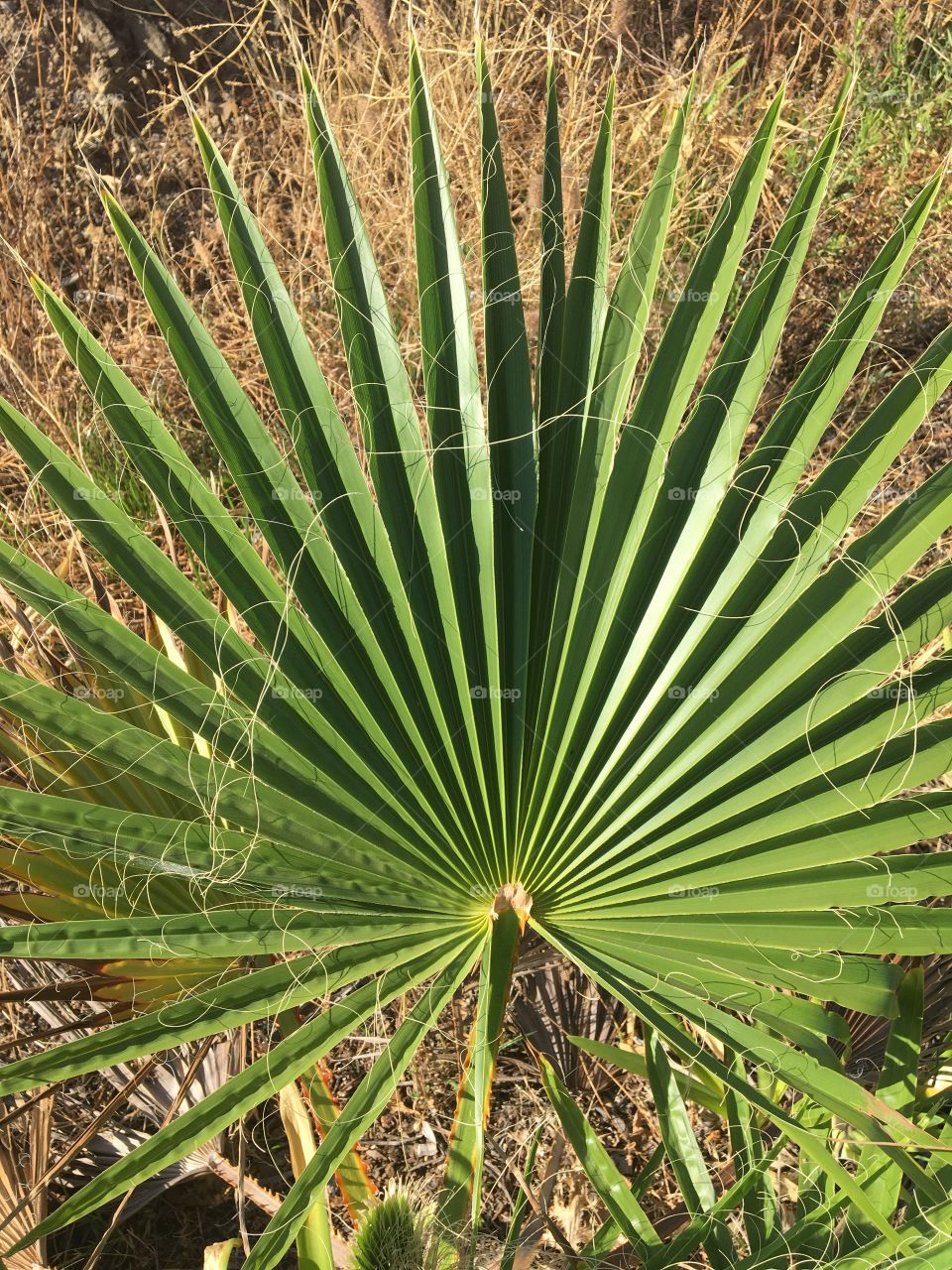 Detailed palm