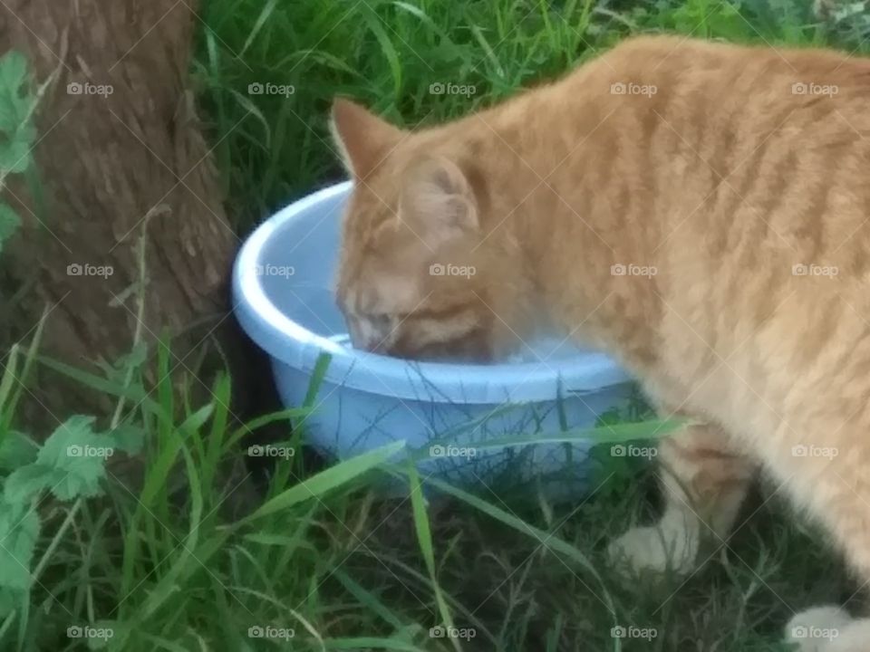 Cat's thirst