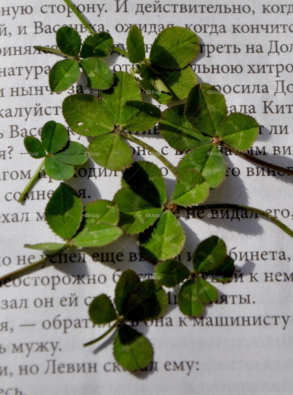 Four leaves clover 