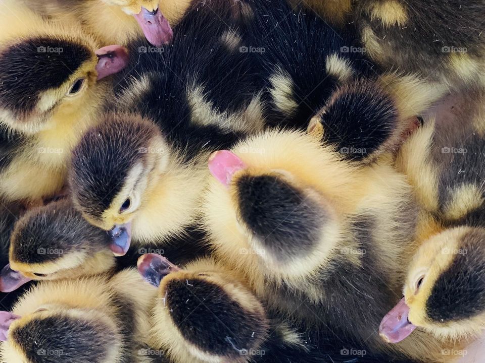 Little ducklings 