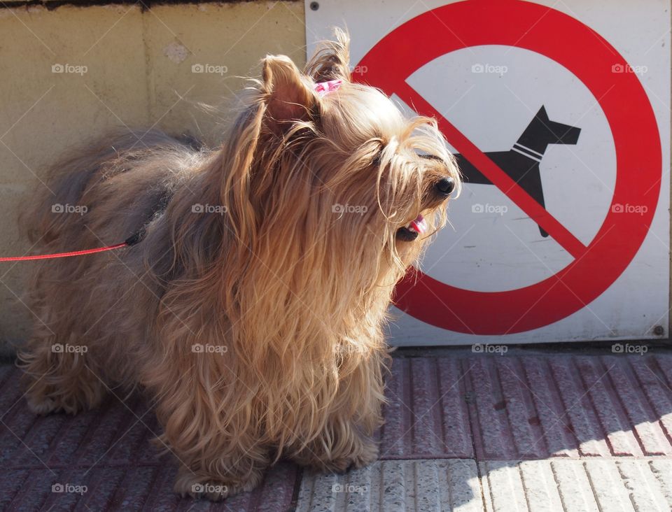 Dog and Dog prohibited sign