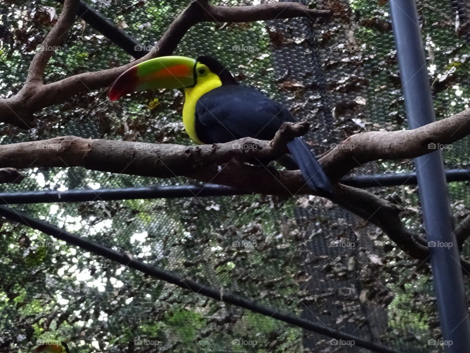toucan in a tree