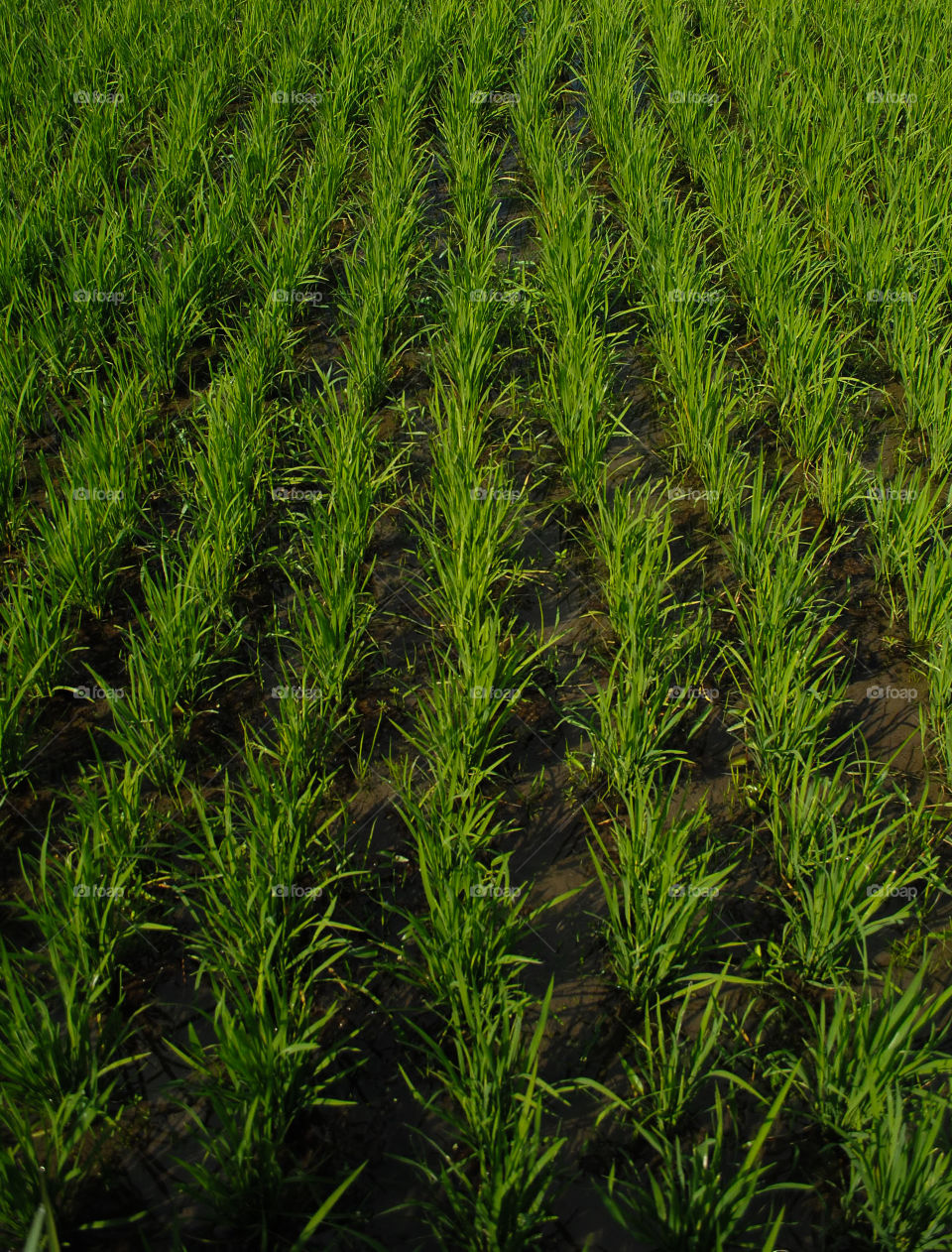 Green growing plantation