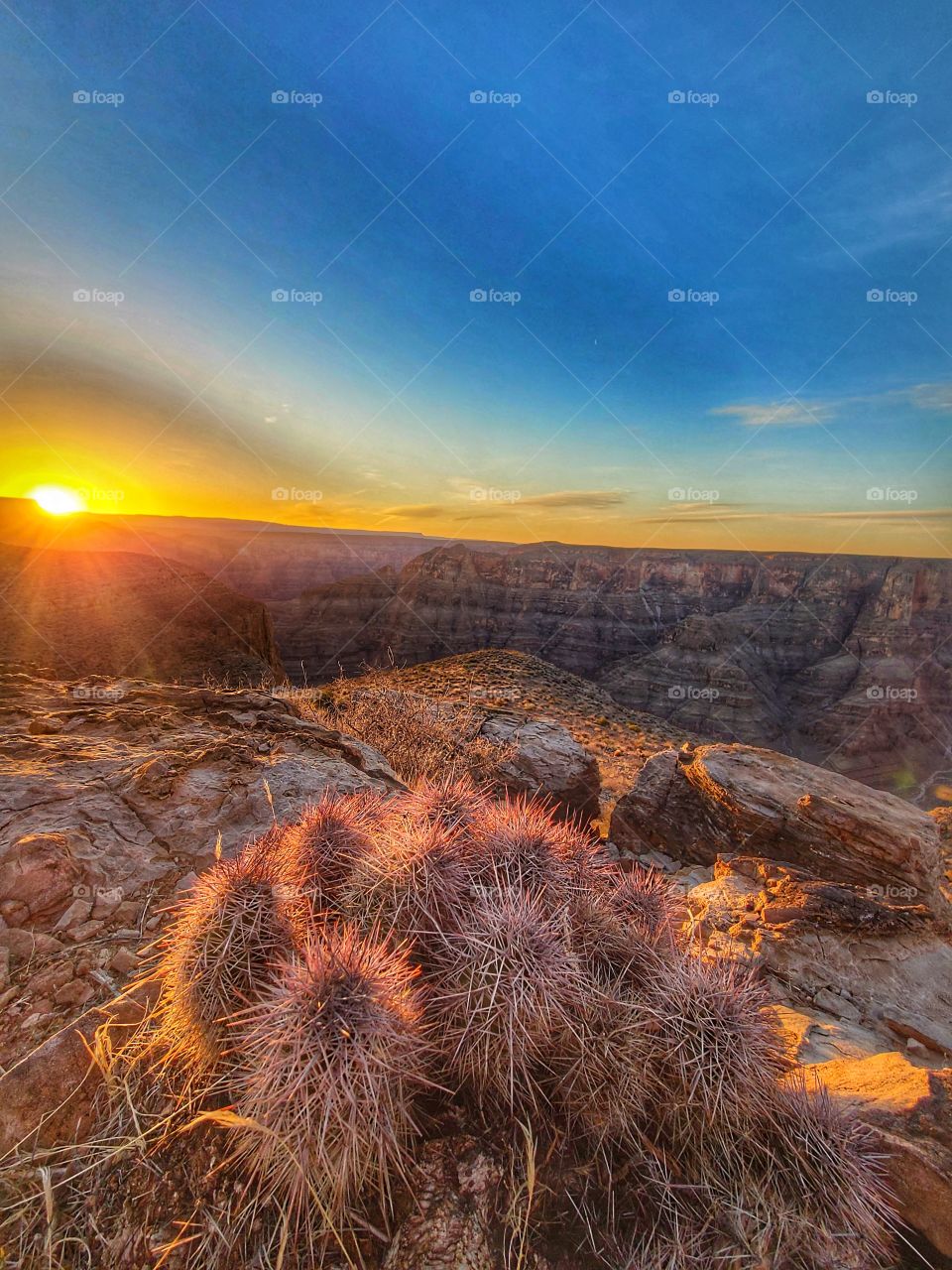sunrise over Grand Canyon west cactus
