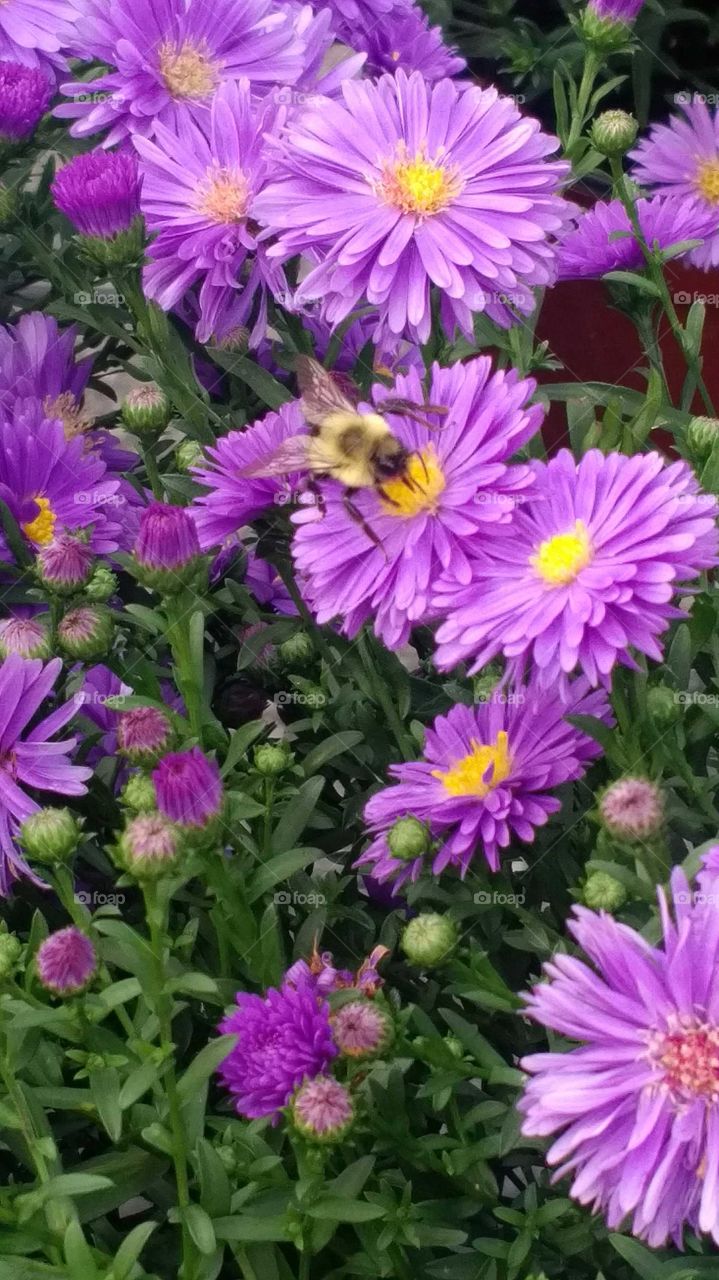 Honey bee enjoying a purple flower.