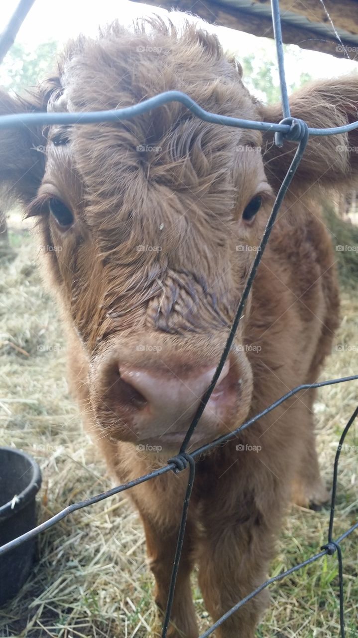 New Baby in the family. Born 4 days prior to this photo. Highlanders are a hearty breed renowned for their lean meat and docile nature.