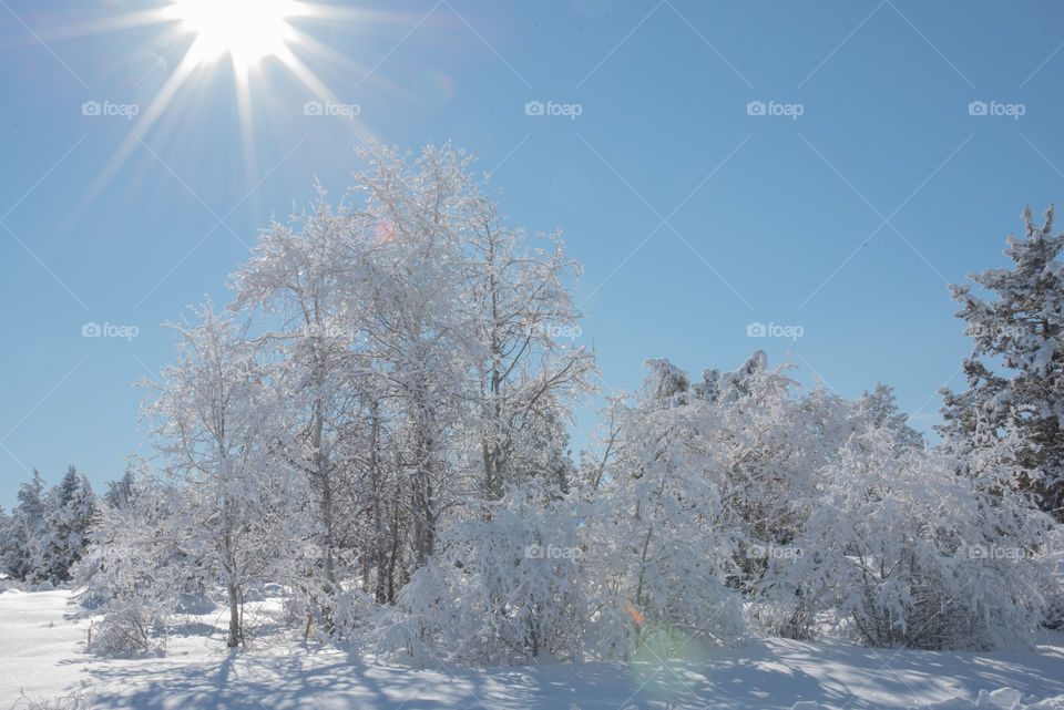 Sun shining on a winter wonderland